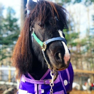 The Riley Farm Rescue Horse